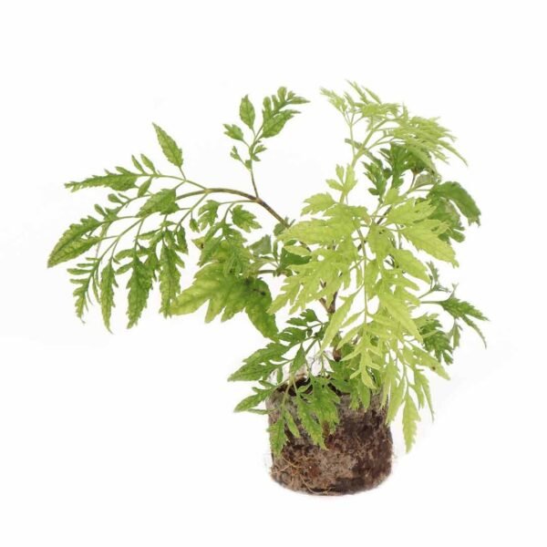 Polyscias Fruticosa Harms