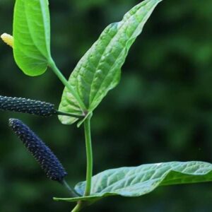 Long pepper-Thippili plant