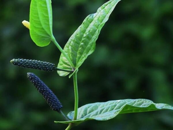 Long pepper-Thippili plant