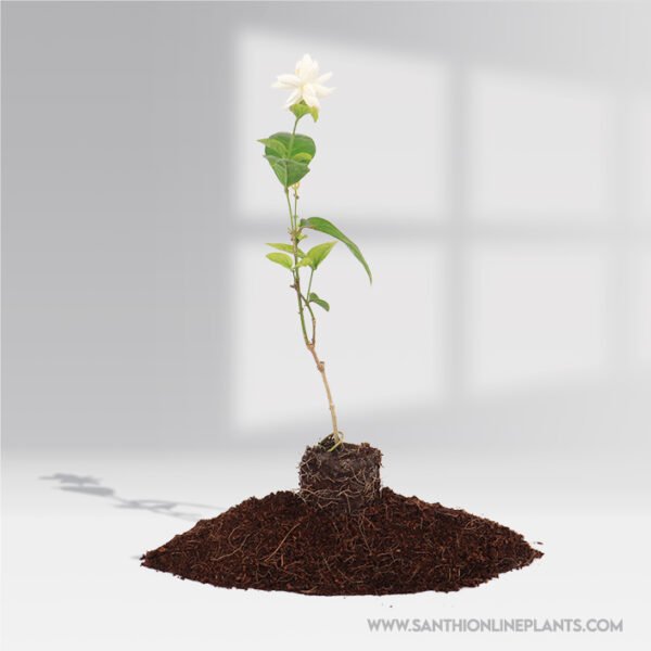 Jasminum sambac : Beautiful Layered jasmine(Adukku Malli) plant