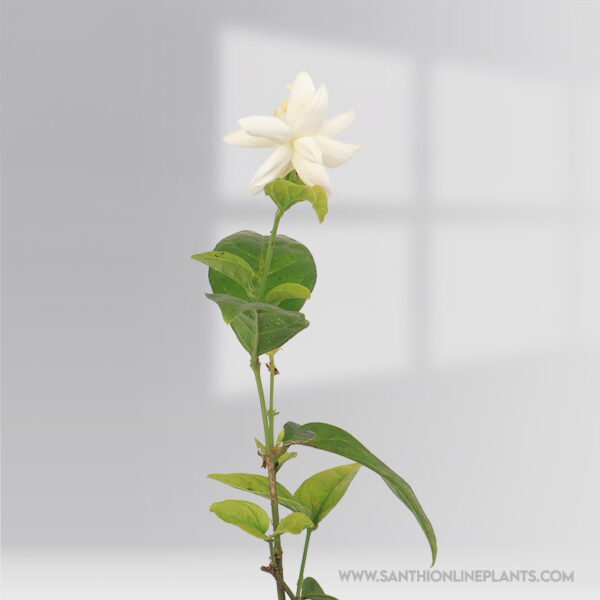 Jasminum sambac : Beautiful Layered jasmine(Adukku Malli) plant