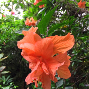 Hibiscus Orange Double Layered