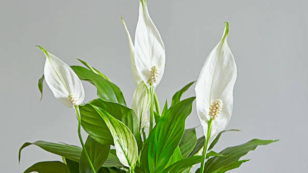 lily plant