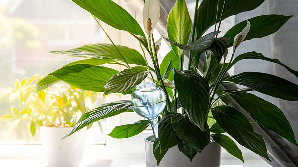 spathiphyllum