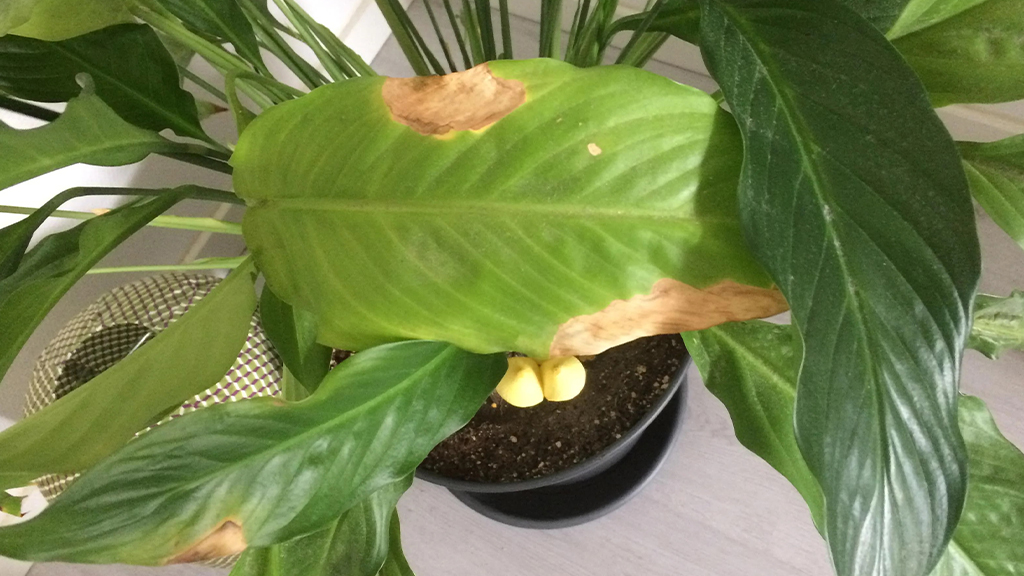 pest & disease in peace lily