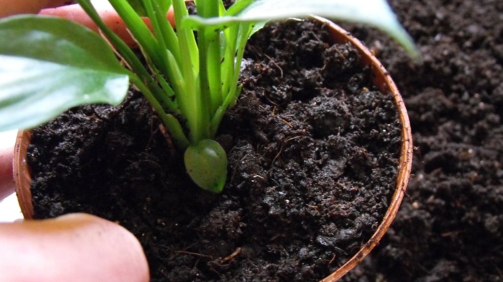 soil for peace lily