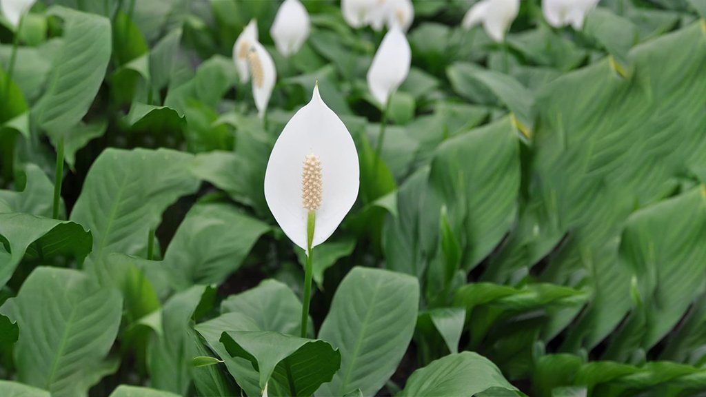 peace lily