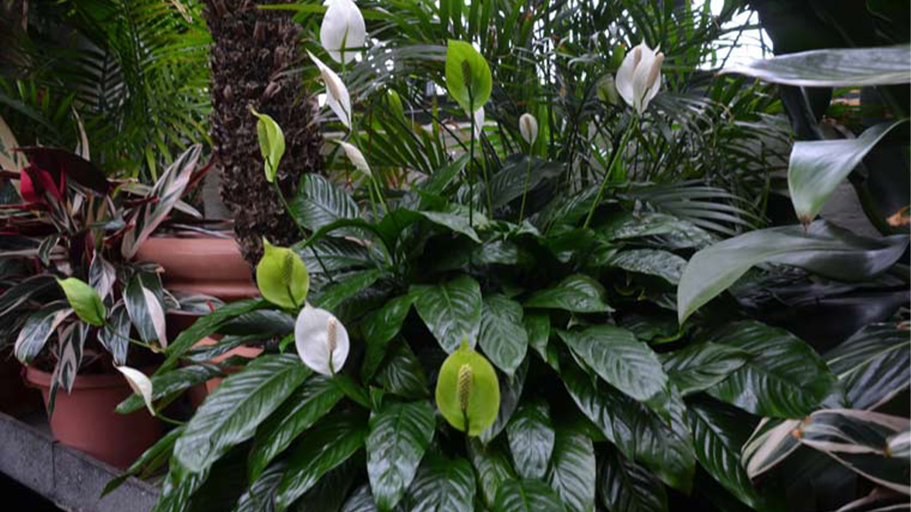 spathiphyllum peace lily