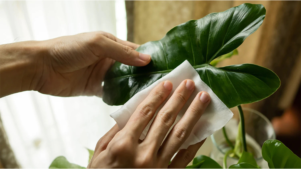 cleaning philodendron