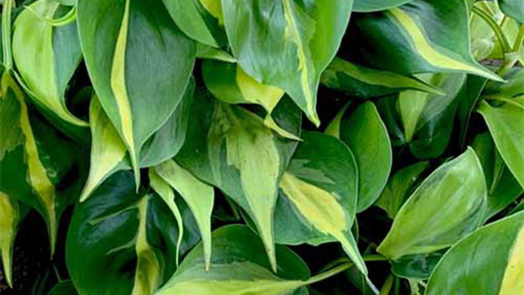 philodendron