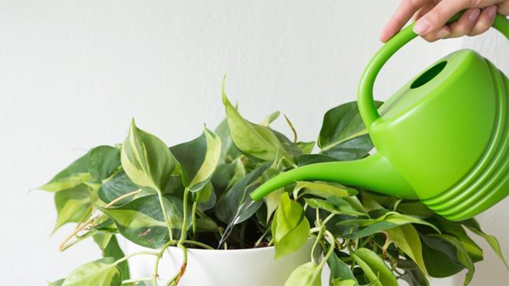 philodendron watering