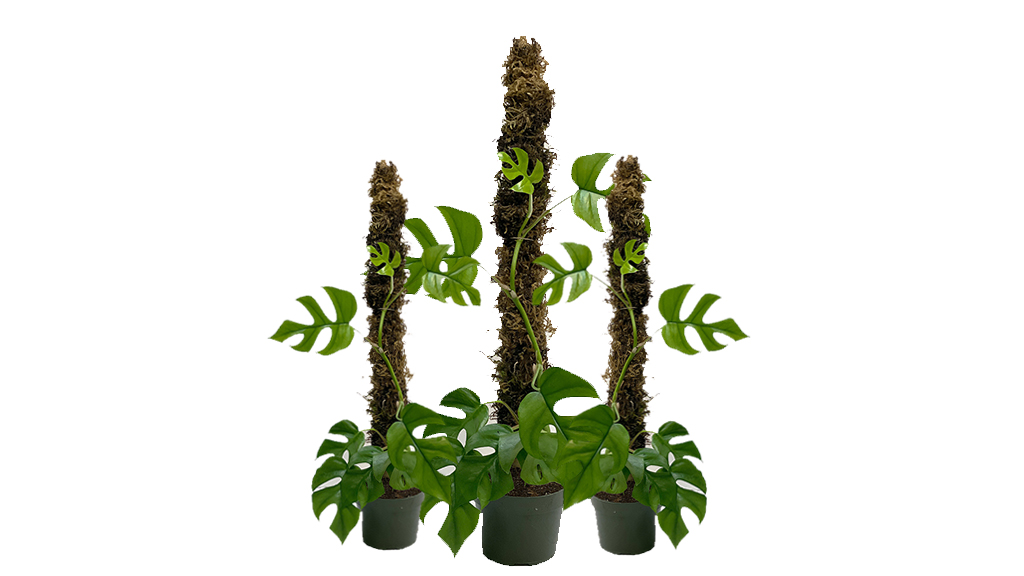 philodendron moss pole