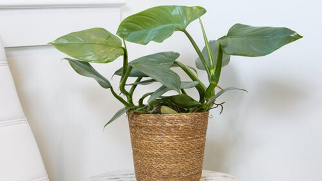 philodendron plant