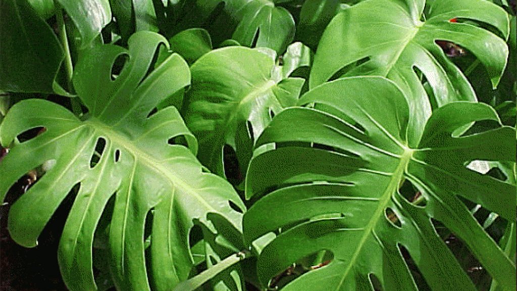 plant philodendron