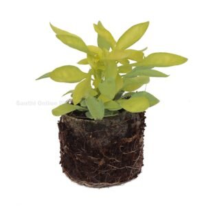 Hanging-plants Archives - Santhi Online Plants Nursery