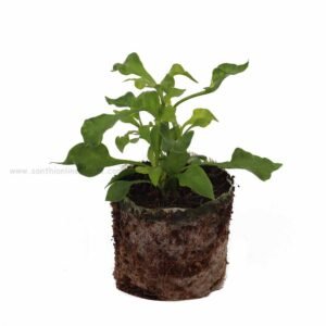 Hanging-plants Archives - Santhi Online Plants Nursery