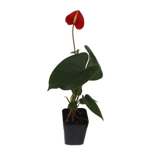 Anthurium Tropical Red
