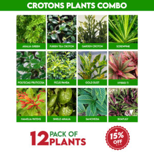 Crotons Plants Combo