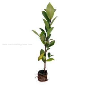 Ficus Big Leaf