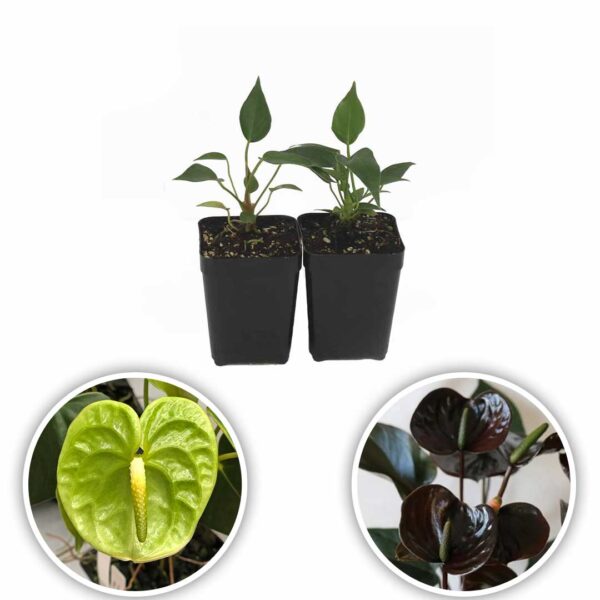 Anthurium Plants (Green - Chocos Brown)