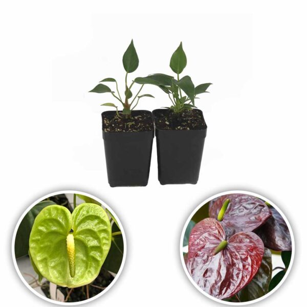 Anthurium Plants (Green - Fantasia Brown)