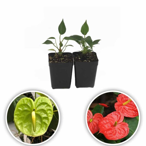 Anthurium Plants (Green-Flame Red)
