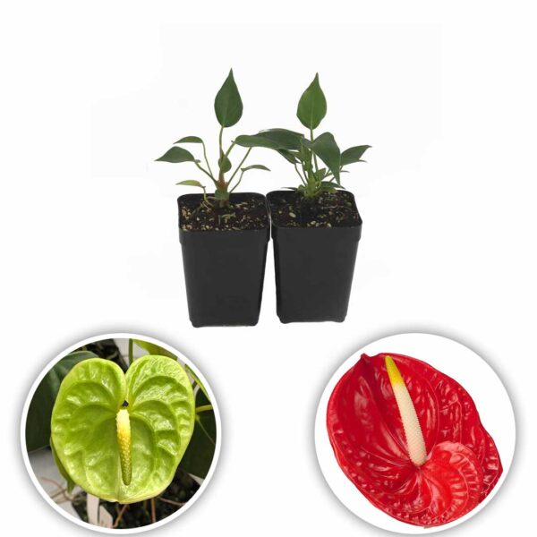 Anthurium Plants (Green-Tropical Red)