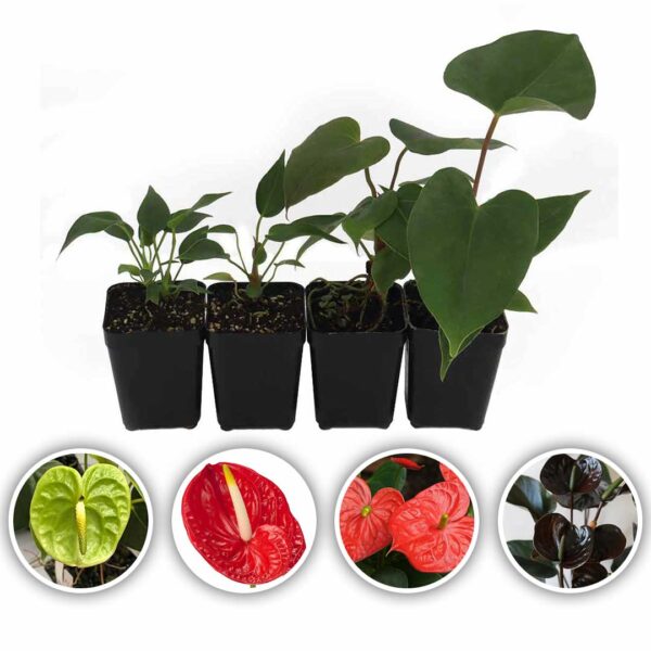 Anthurium Plants (Green-Tropical Red-Flame Red-Chocos Brown)