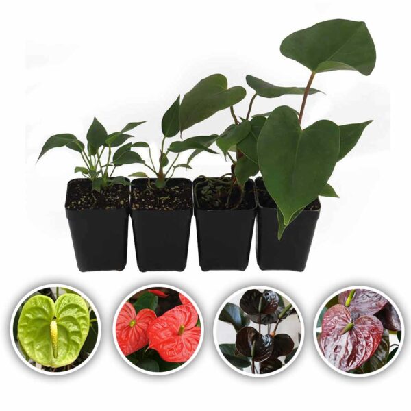 Anthurium Plants (Green-Flame Red-Chocos Brown-Fantasia Brown)