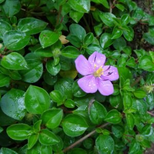 Heterotis rotundifolia - Pink Lady