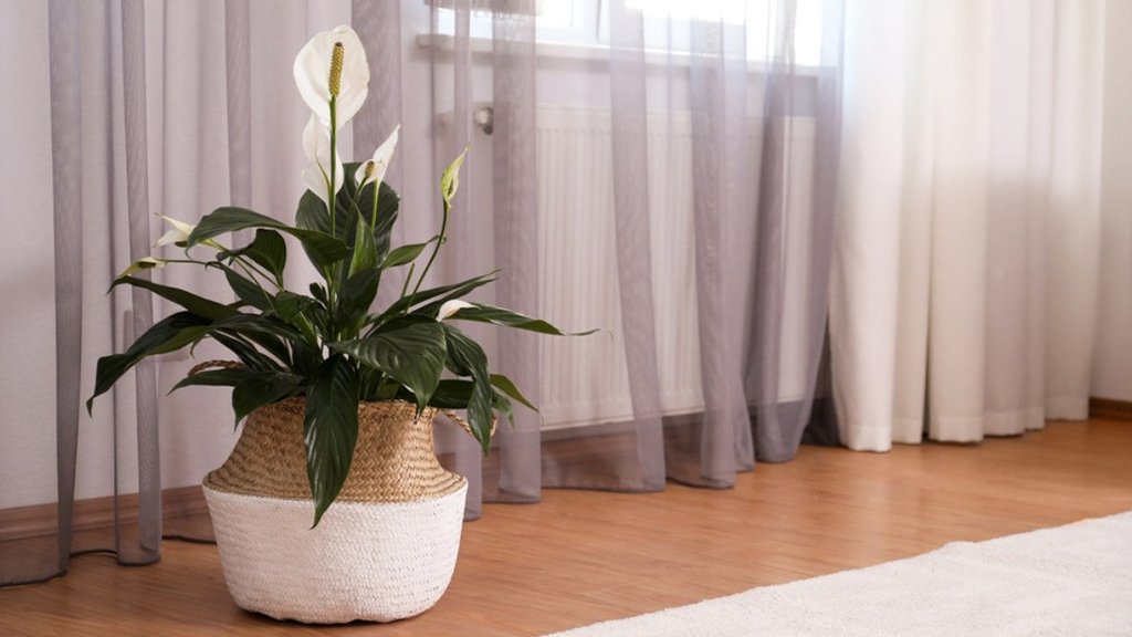 indoor peace lily