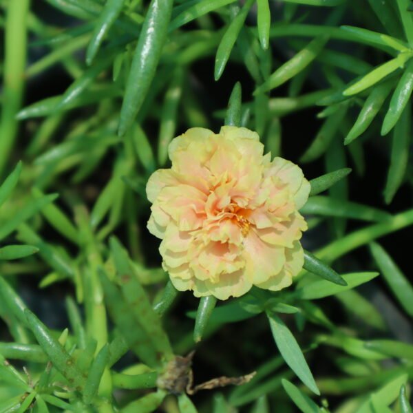 Portulaca 9'O Clock Biscuit