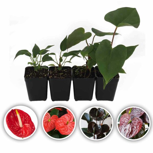 Anthurium Plants (Tropical Red-Flame Red-Chocos Brown-Fantasia Brown)