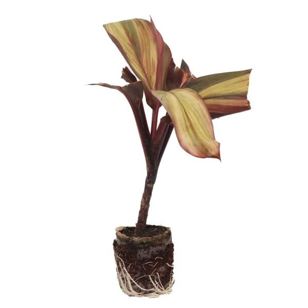 Cordyline fruticosa 'Miss Andrea'
