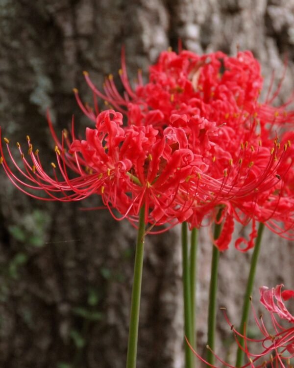 red spider lily