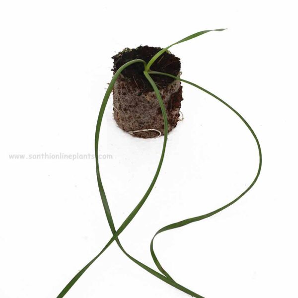 Zephyranthes Sulpurea Rain Lily Bulb Plant (Yellow)
