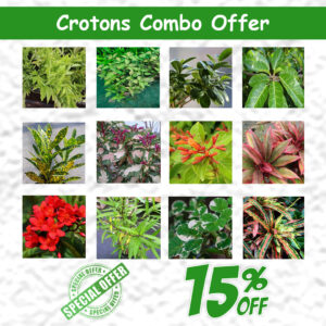 Croton Plants Combo