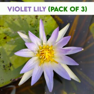 Water lily purple-plant 3 Qty