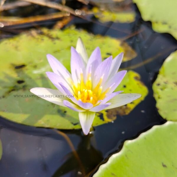 Water lily purple-plant 3 Qty