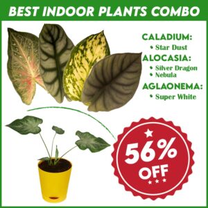 Best Indoor Plants Combo