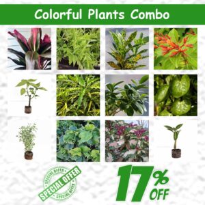 Colorful plants Combo