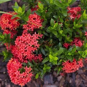 Ixora Mini Dwarf (Red) Plant