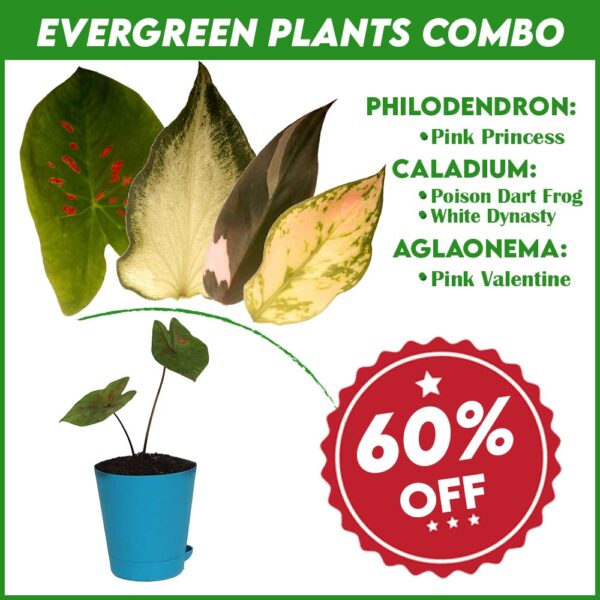 Evergreen Plants Combo