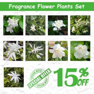 Fragrance Flower Plants Set