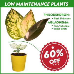 Low Maintenance Plants