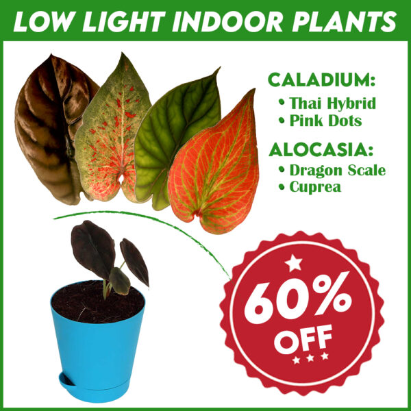 Low Light Indoor Plants Set