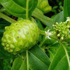 Noni fruit-Morinda citrifolia (Big Nuna)