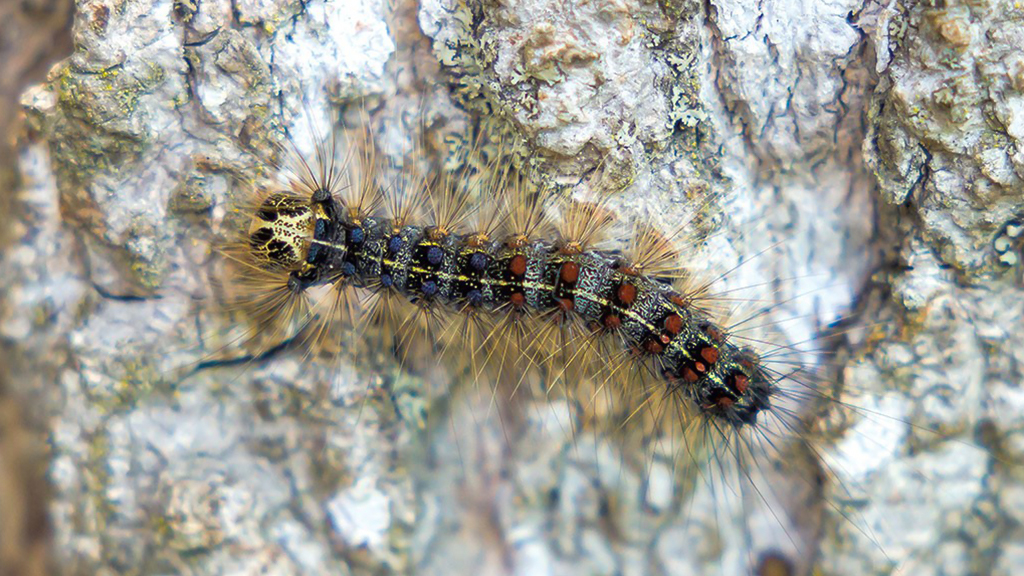 woody caterpillar