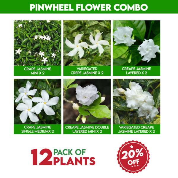 Pinwheel Flower combo