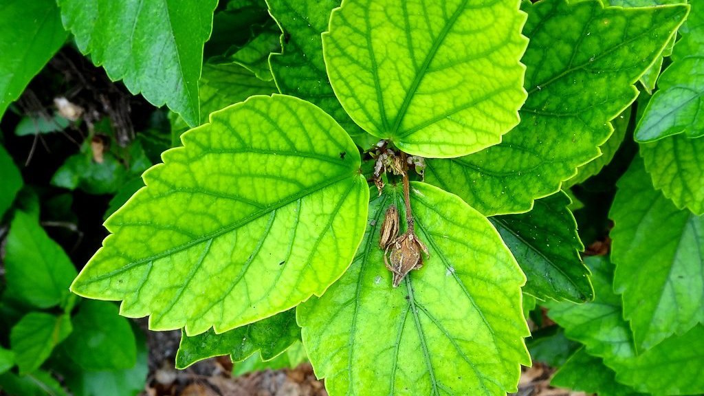 Hibiscus leaves